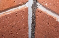 掃除をしていたら、シロアリらしい痕跡があった