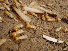 シロアリ駆除　効果が出やすい季節痕跡があった