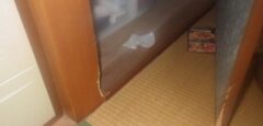 ネズミ駆除