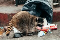 アライグマ駆除