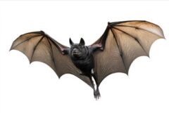 コウモリ駆除 法律