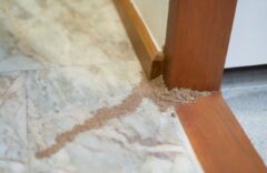 床 柱 木材 腐敗 シロアリ