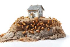 シロアリ駆除 何日かかる