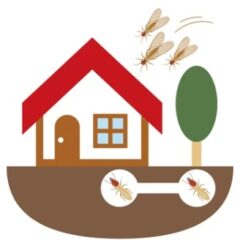 シロアリか他の昆虫か