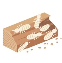 シロアリ駆除の相場