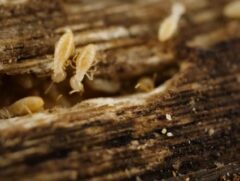 シロアリ駆除 また出た