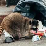 アライグマ駆除市役所