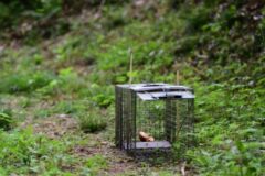 ハクビシン対策