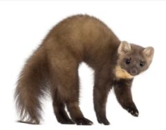 イタチが嫌いなもの