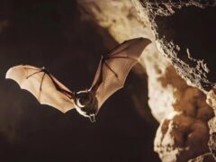 コウモリ駆除 100万