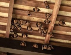 コウモリ 駆除できない理由