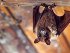 コウモリ 駆除できない理由