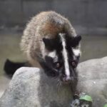 ハクビシンアナグマ