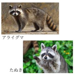 アライグマたぬき