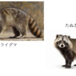 アライグマ　たぬき