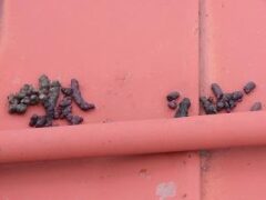 ハクビシンのフン