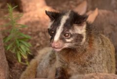 あらいぐま鳴き声