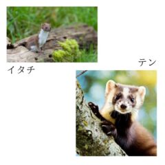 イタチとテン