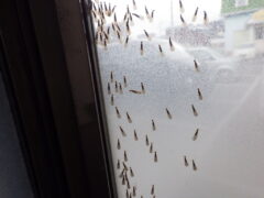 羽アリ 大量発生 原因