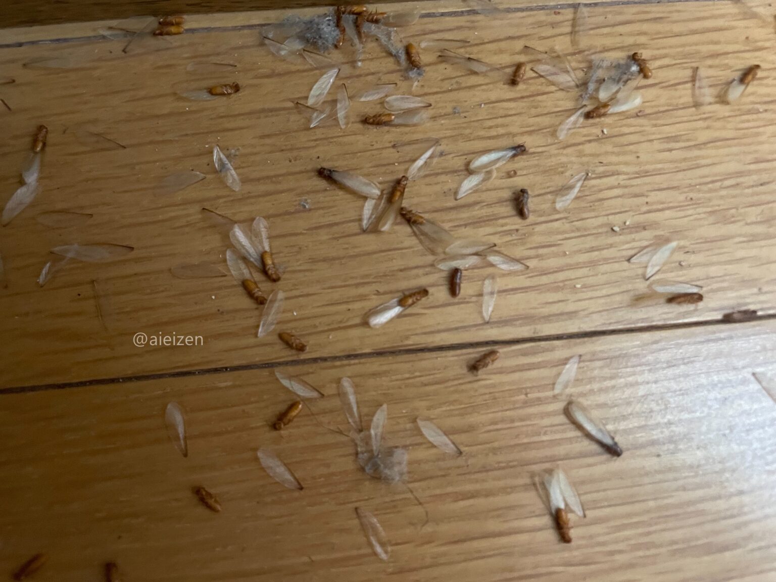 羽アリが大量発生!その原因と今すぐできる対策法 | 福岡 北九州 下関のシロアリ駆除・害獣駆除はあい営繕へ