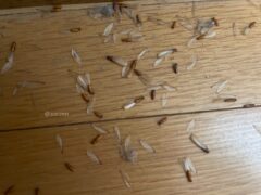 羽アリ 大量発生 原因