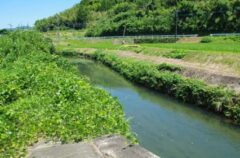 シロアリが来ない家の特徴は