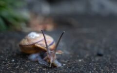 シロアリが嫌いなもの