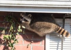 アライグマ 出没 時期