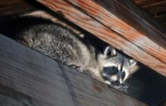 アライグマ 出没 時期