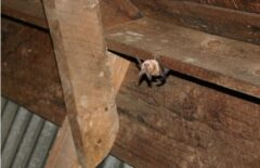 コウモリ 屋根裏 音