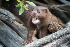 イタチ 庭に来る なぜ