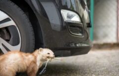 イタチ 庭に来る なぜ