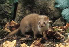 イタチ 庭に来る なぜ