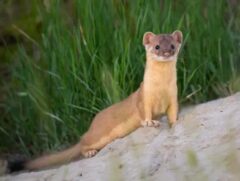 イタチ 庭に来る なぜ