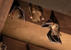 コウモリ 屋根裏 音