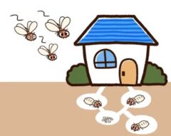 シロアリに家をやられたら家は壊れるのか