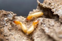 シロアリ駆除 何日かかる