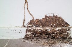 シロアリ 初期症状