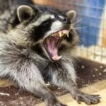 【新宮町】アライグマ駆除の事例紹介と料金、費用相場