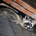 豊前市で増加するアライグマ被害の対策と駆除方法