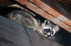 アライグマ 天敵