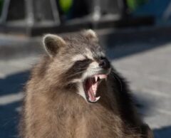 アライグマ駆除方法