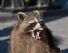 アライグマ 天敵