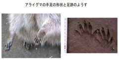アライグマ　足跡