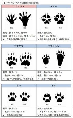 アライグマ　足跡