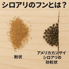 シロアリのフンや羽