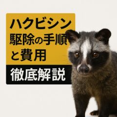 ハクビシン駆除