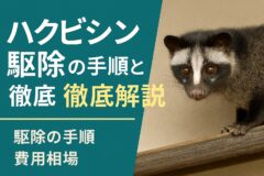 ハクビシン駆除