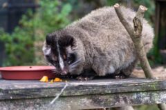 ハクビシン対策