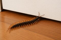 ムカデ 殺し方